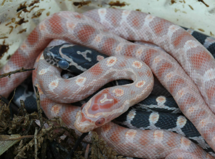 Okeetee Corn Snakes